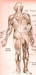 muscles studies by dibujandoarte