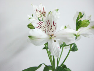 向島花栄 ホームユースショップ アルストロメリア 白