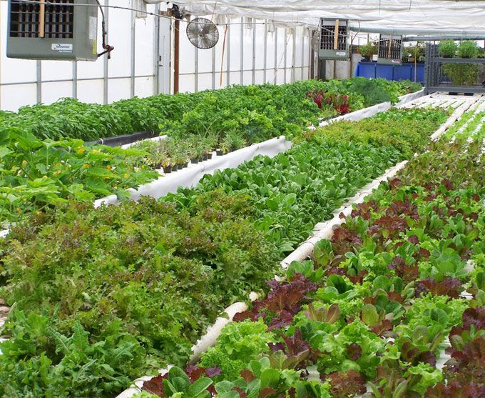 another type of aquaponics setup The "Ranch" Garden / Exterior Pi 