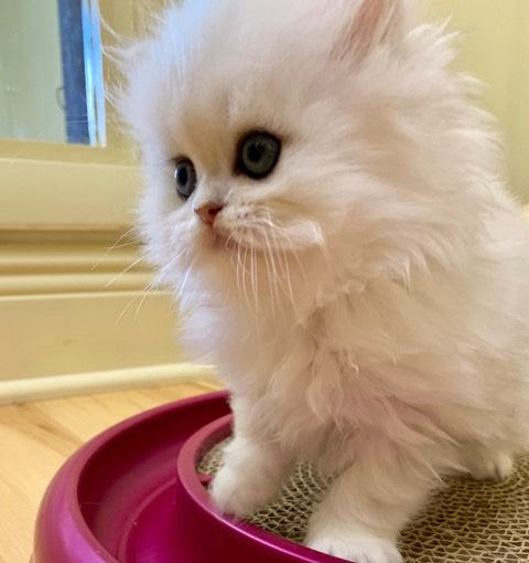 Persian Kittens For Sale Florida