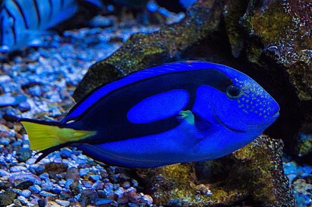 ドリーはどんな魚 海水魚の種類と釣り方