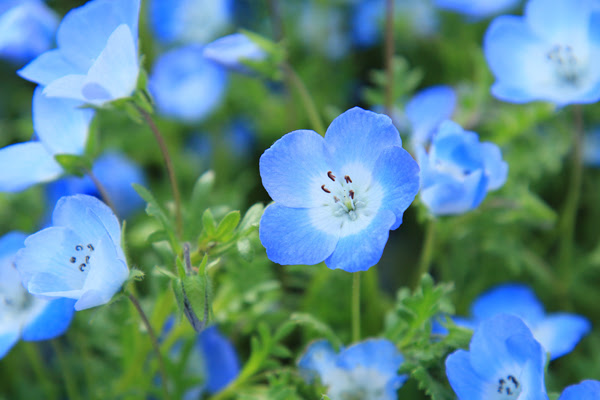 植木鉢で咲かせたい 春の花選 寄せ植えにも使いやすい草花たちも 植木鉢ナビ