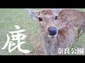 鹿 可愛い 画像 253051