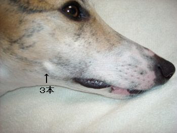 犬のヒゲ問題 細マッチョ犬とお嬢様