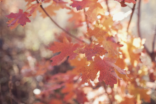 leaves5 copy