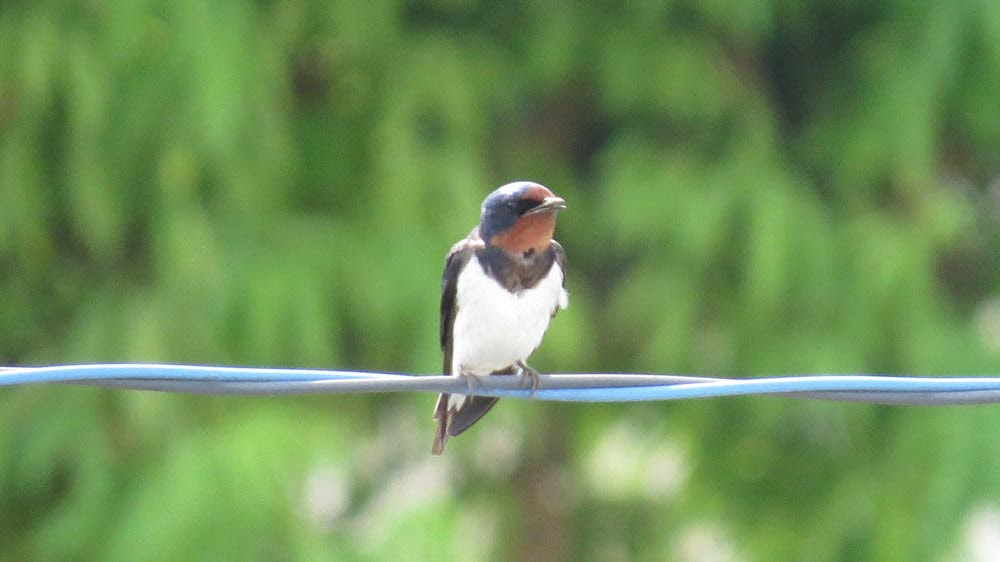 星槎硬式野球部による ツバメの観察 日記 星槎グループからのお知らせ