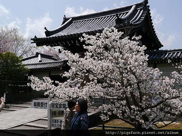 仁和寺御室櫻和龍安寺庭園 13 港燦pigsfarm生活點滴 痞客邦