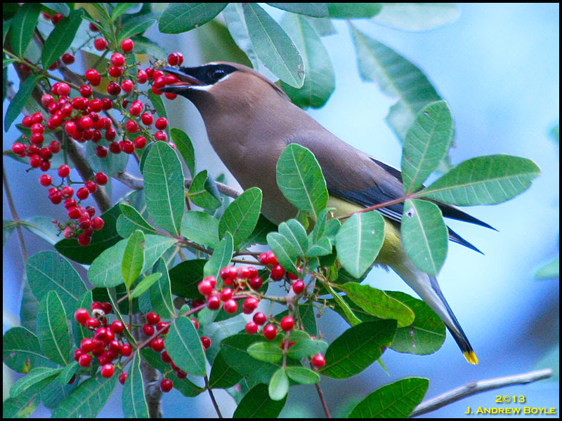 Cedar Waxwing