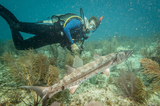friendly barracuda