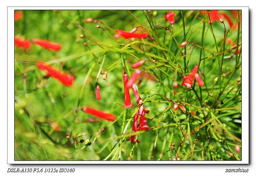DSC02340_nEO_IMG