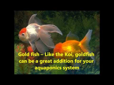 Aquaponics Fish Species Recirculating Aquaculture System