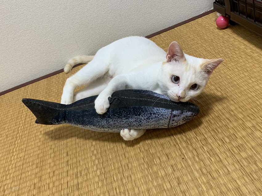 さんだねこCLUB  三田市で活動する猫ボランティア「さんだねこCLUB 