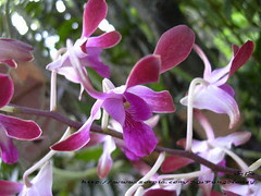 Orchid ([E] --) Tags: plant orchid flower tree    orchiflower 