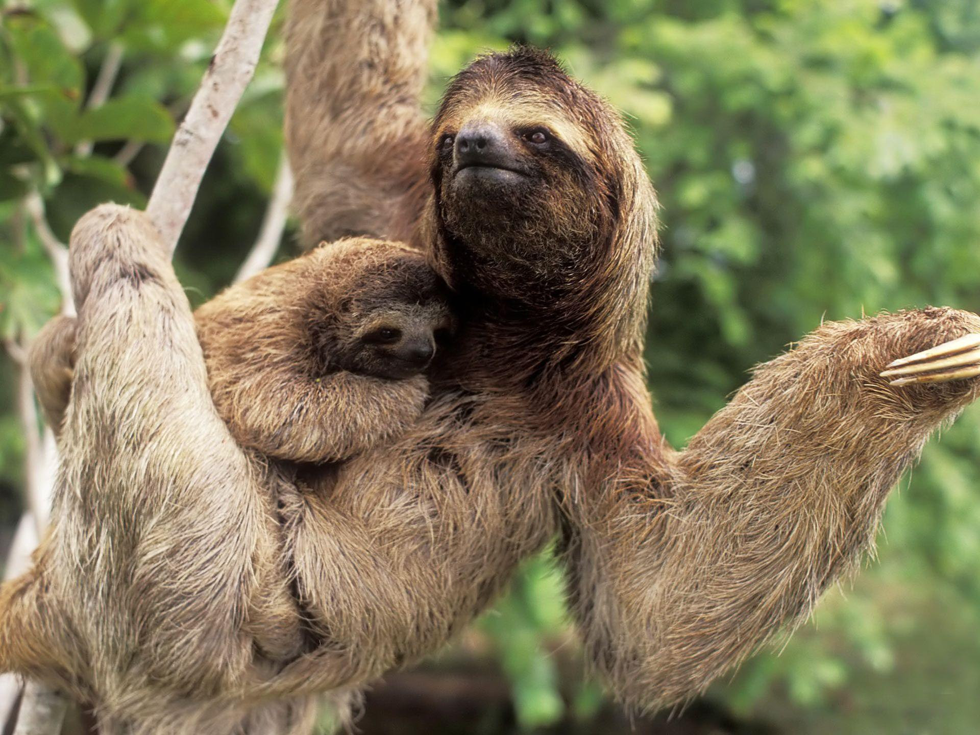 Sloth Wallpapers Wallpaper Cave HD Wallpapers Download Free Map Images Wallpaper [wallpaper684.blogspot.com]