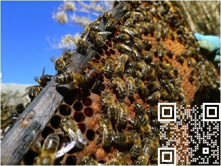 Visual QR Code make qr code