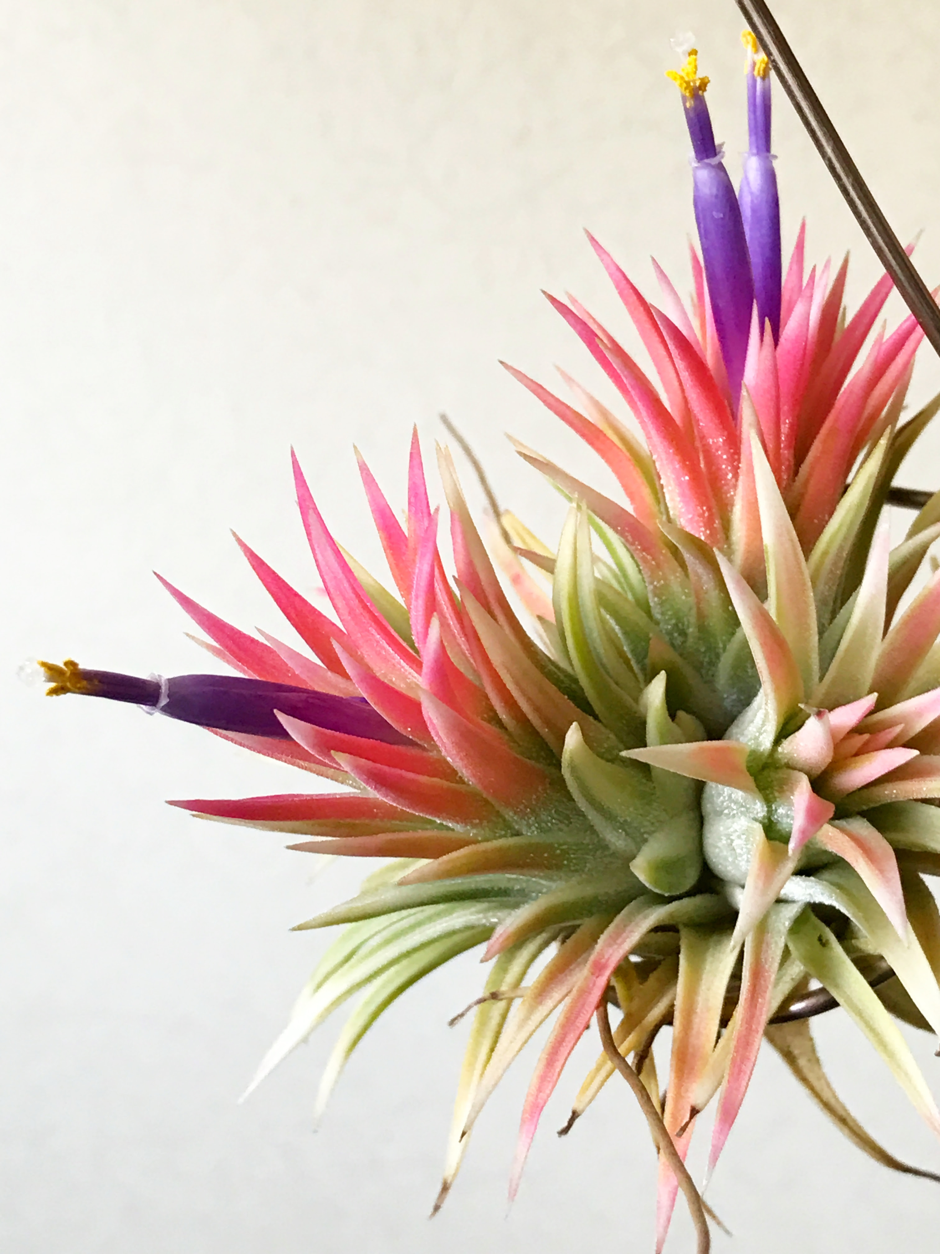 チランジア イオナンタ アルボマルギナータ アルボマージナータ Tillandsia Ionantha Albomarginata 育て方 図鑑 Frontier Plants フロンティアプランツ