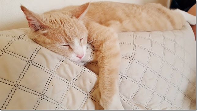 cat nap sunday (800x450) cat nap sunday (800x450)