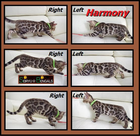 ほぼ 正しい 白菜 猫 成長 過程 画像 Md Cz Org