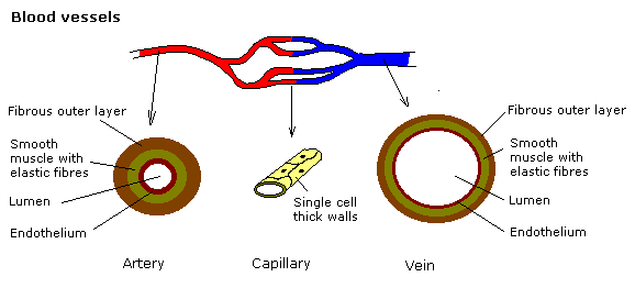 Labeled Red Blood Cell Diagram - ClipArt Best