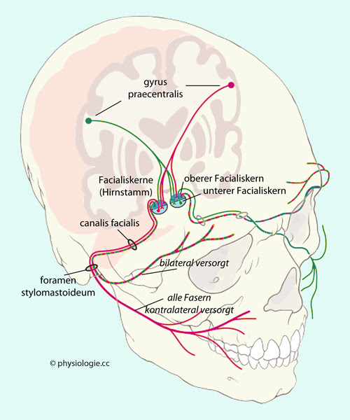 Physiologie Hirnstamm Und Zwischenhirn