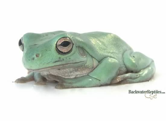 Best Pet Frogs for Beginners