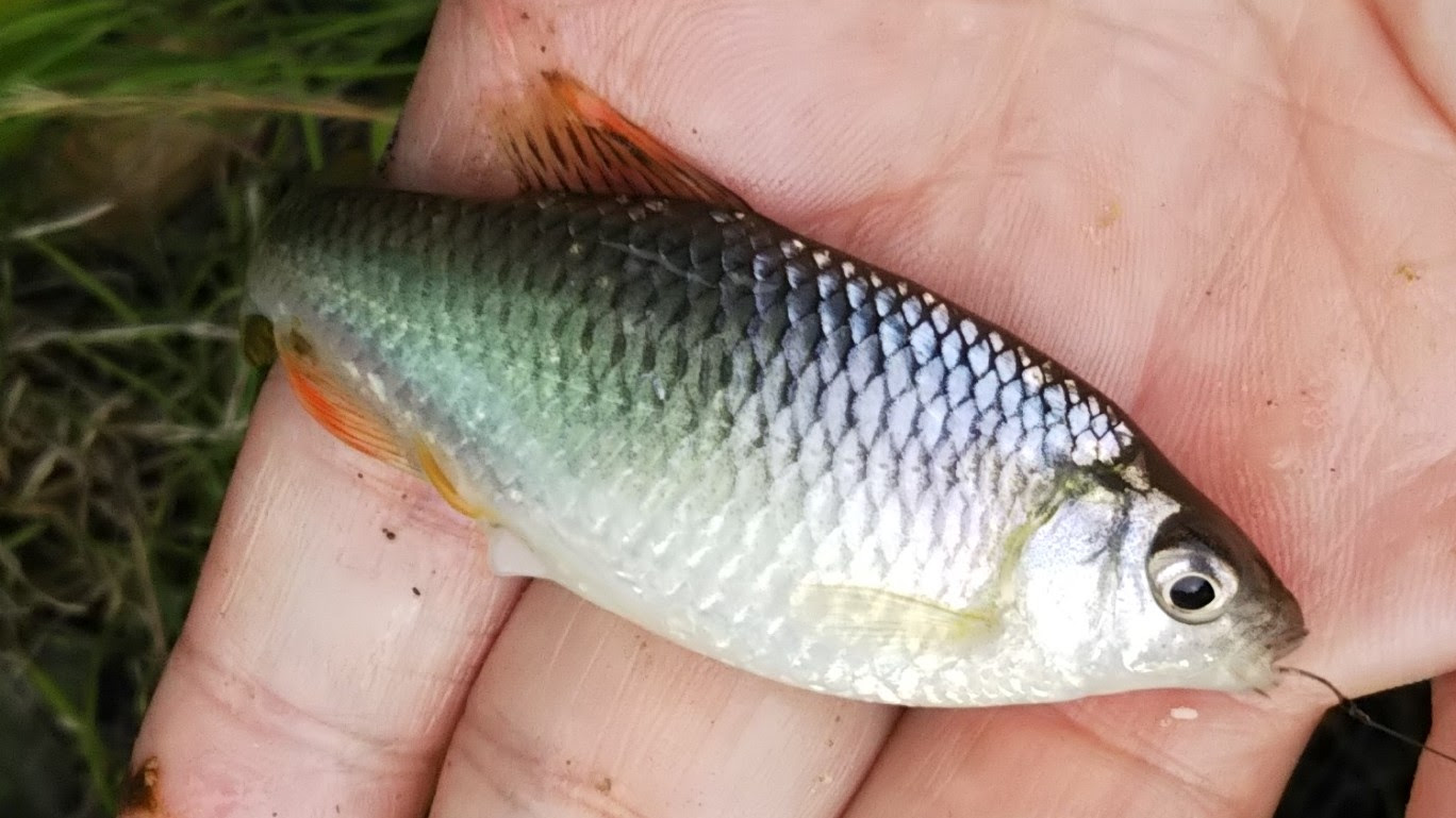 タナゴ釣り タナゴ釣りから飼育まで Part 2