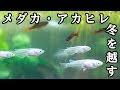 選択した画像 メダカ アカヒレ 254646-メダカ アカヒレ 交配