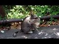 [コンプリート！] ディズニーシー キャラクター 猫 104772-ディズニーシー キャラクター 猫