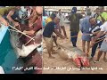 لحظة اصطياد سمكة القرش التي قتلت سائحا و🛑اخراجة من بطنها بعد 3 ساعات480p