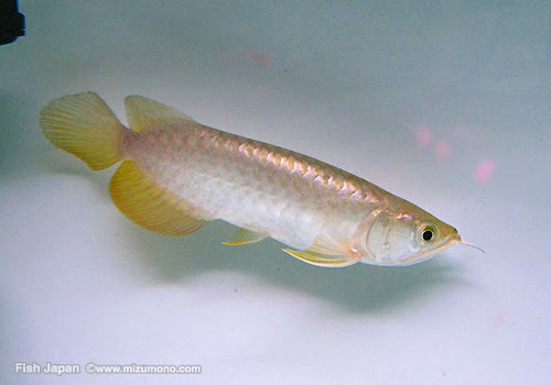 ゴールドの熱帯魚人気ランキング みずもの人気ランキング 熱帯魚のことなら みずものコム