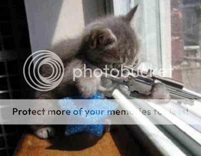 pics of funny cats with guns. funny cats with guns pictures.