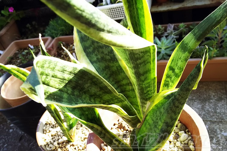 ついに サンセベリア界の大御所 ローレンティー の出番です 丸１年 水やりしてなかった鉢を植え替えます Oyageeの植物観察日記