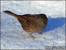A dunnock (Image: RSPB/Oscar Allen)