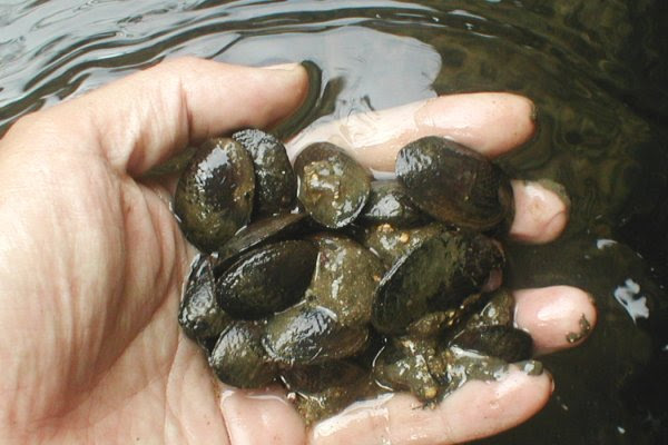 釣魚不全 タナゴ釣りで見つけた貝類