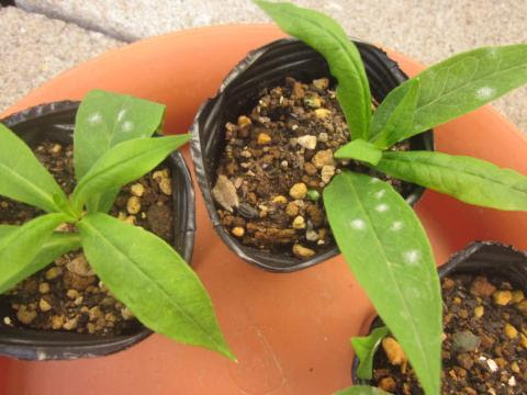 フロックスの葉に白い粉 ウドンコ病の対策 猫と園芸