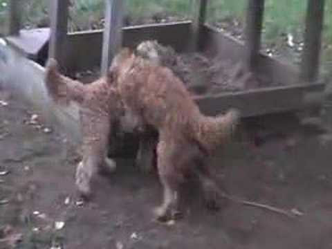 goldendoodle mini puppies. Mini Goldendoodle Puppies playing. Mini Goldendoodle Puppies playing