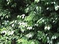 √100以上 植える マタタビ の 木 131567