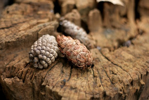 Cones