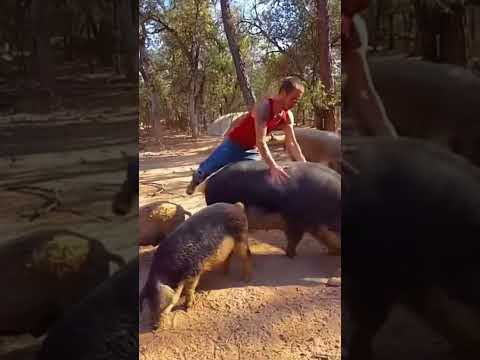 NEVER Jump on a PIGS Back! #shorts