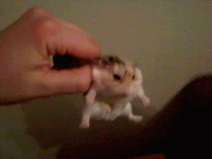 angry biting hamster GIF