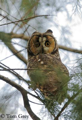 Hibou Moyen Duc