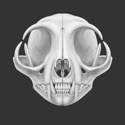 研究・猫の骨格・その８｜エア下僕のねこ部屋