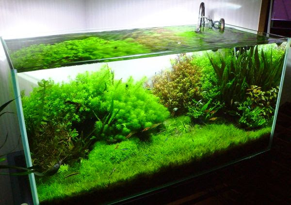 水草と水槽