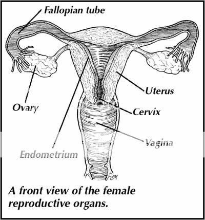 natural foods ovarian cyst heavy menstrual bleeding