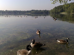 Jamaica Pond: N82 Photo Test