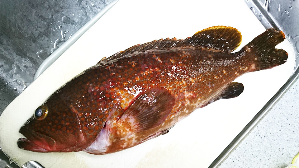 Wadagoの そんな報告いらないです 釣ったアコウ キジハタ 料理してみた
