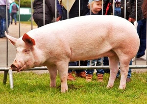 American Yorkshire pig