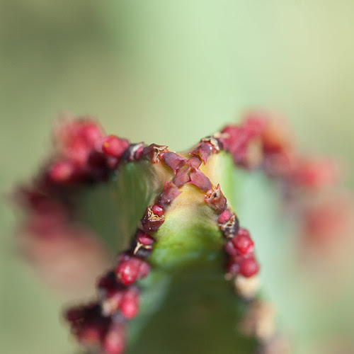Macro en el Jardín Canario
