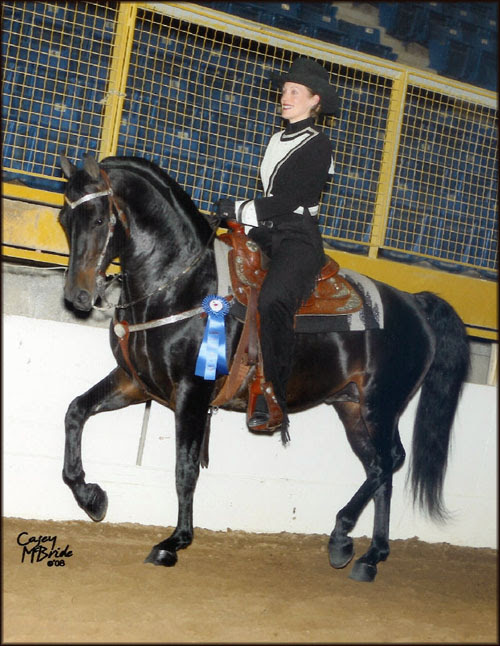 horse face markings. Champion Show Horse