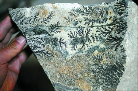 Chine Decouverte De Fossiles De Plantes Anciennes